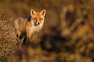 Red Fox