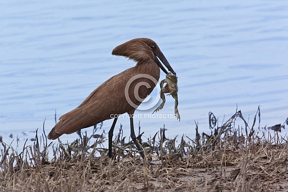 Hamerkop eating a frog - Botswana Hamerkop eating a frog - Botswana