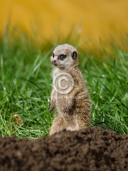 Meerkat