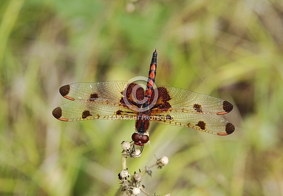 Calico Pennant