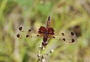 Calico Pennant