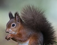 Red squirrel