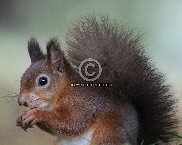 Red squirrel Red squirrel