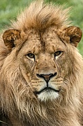 Young Male African Lion Portrait