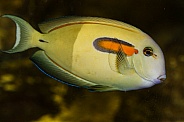 Orange-shouldered Surgeonfish