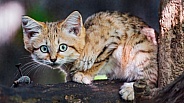 Young sand cat