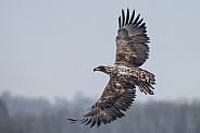 White tailed eagle or European Eagle