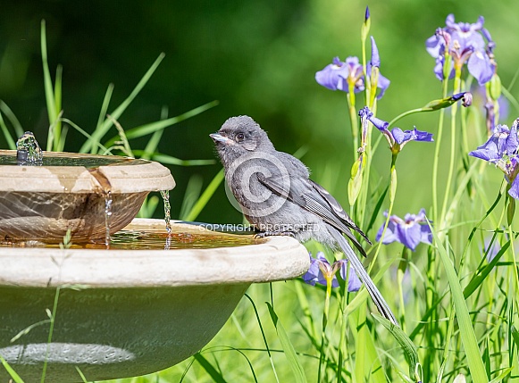 Gray Jay or Canada Jay in Alaska Gray Jay or Canada Jay in Alaska
