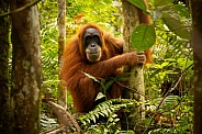 Sumatran orangutan in the jungle.