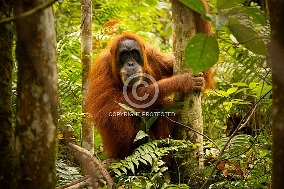 Sumatran orangutan in the jungle. Sumatran orangutan in the jungle.