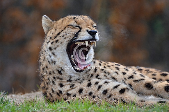 Cheetah