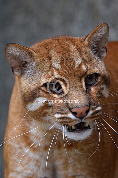 Asiatic gold cat Asiatic gold cat