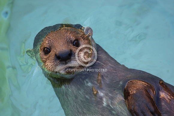 Otter Floating Otter Floating