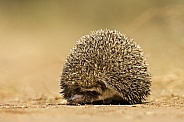 Indian Pale Hedgehog, a small mammal with spike for protection from threat