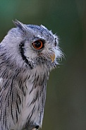 Northern white-faced owl