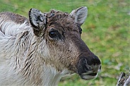 Caribou (Reindeer)