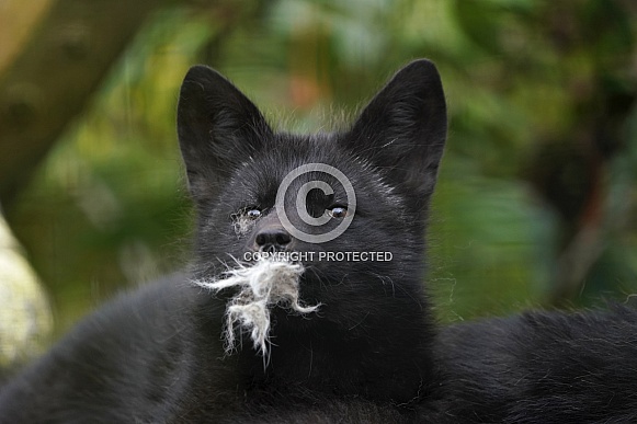 Silver Fox Silver Fox