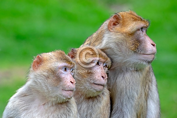 Barbary macaque (Macaca Sylvanus) Barbary macaque (Macaca Sylvanus)
