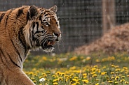Amur Tiger Side Profile
