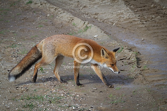 Red Fox in the wild