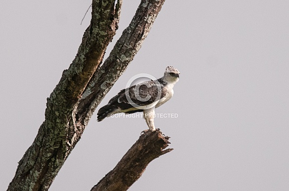 Martial Eagle