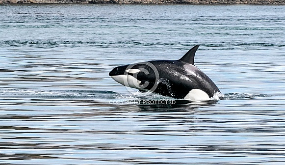 Orca Killer Whales Orca Killer Whales