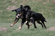 Appenzeller Sennenhund and Mongrel Dog (origin breeds unknown)