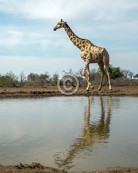 Giraffe at Waterhole Giraffe at Waterhole