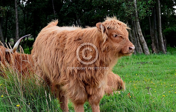 Highland Cow
