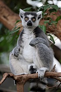 Ring-tailed lemur (Lemur Catta)