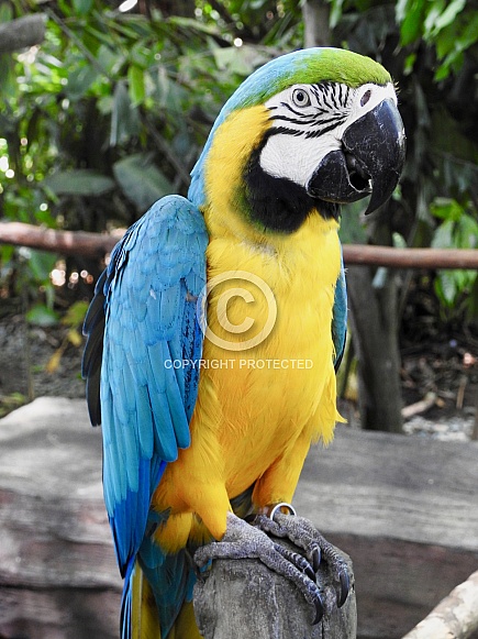 Macaw