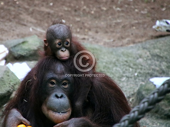 Orangutan