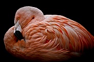 Flamingo--Nesting Flamingo