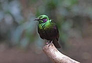 Emerald Starling