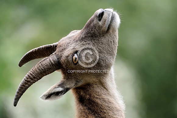 The Alpine ibex (Capra ibex)