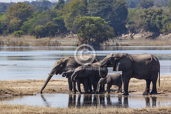 African Elephants drinking - Chobe River - Botswana African Elephants drinking - Chobe River - Botswana
