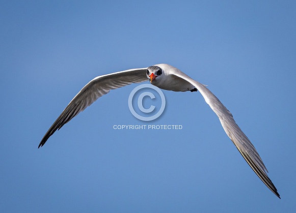 Caspian Tern Flying