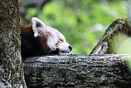 Resting Red Panda