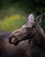 Profile of a cow moose