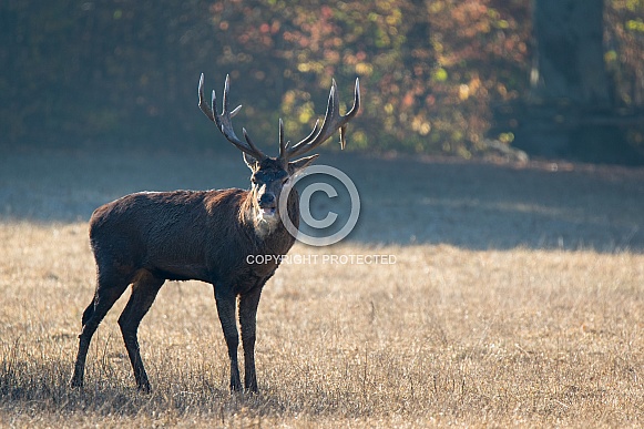 Red deer Red deer