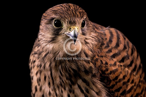 European Kestrel Close Up Black Background