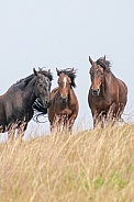 Wild Horse (Equus caballus)