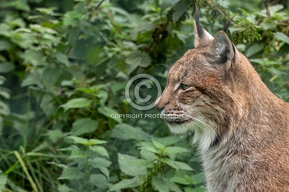 Eurasian Lynx Head Shot Side Profile Eurasian Lynx Head Shot Side Profile