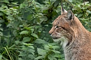 Eurasian Lynx Head Shot Side Profile