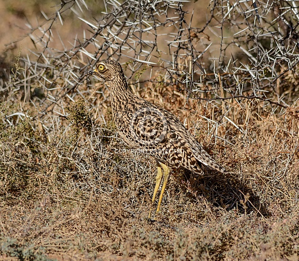 Spotted Thick-knee Spotted Thick-knee