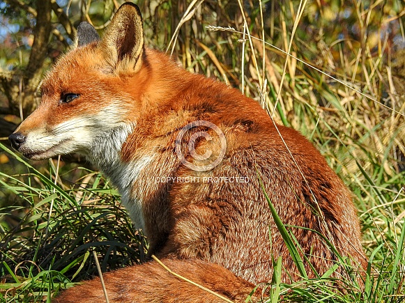 Red Fox