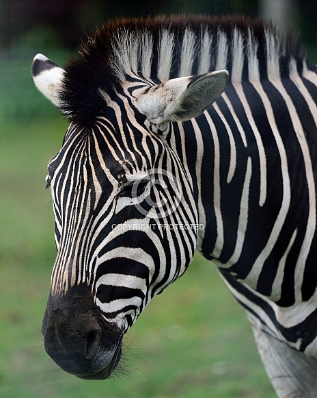 zebra