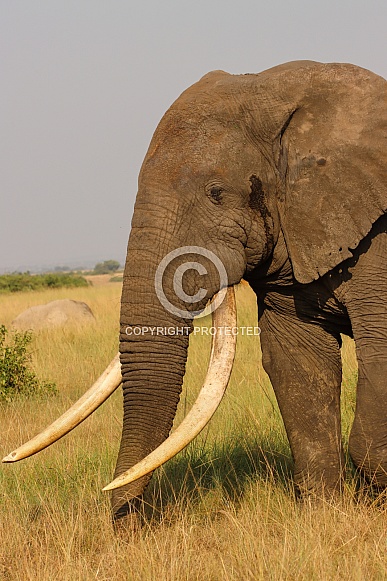 African Elephant