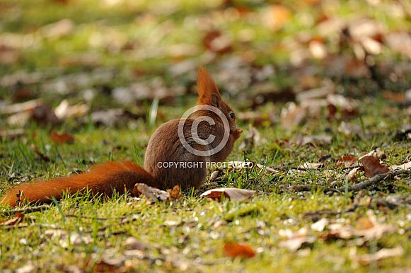 Red squirrel Red squirrel