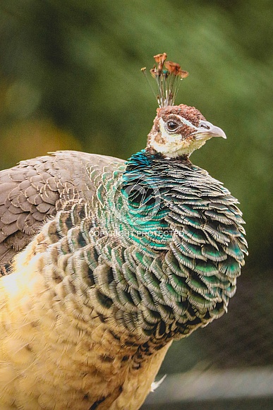 Female Peacock Female Peacock